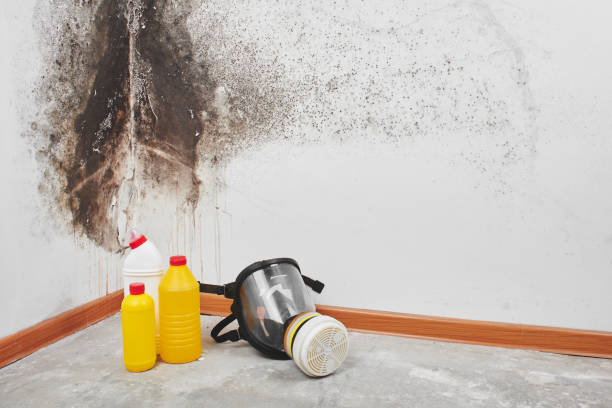Best Mold Testing and Inspection Services in Coal Fork, WV