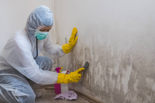 Best Basement Mold Remediation in Coal Fork, WV
