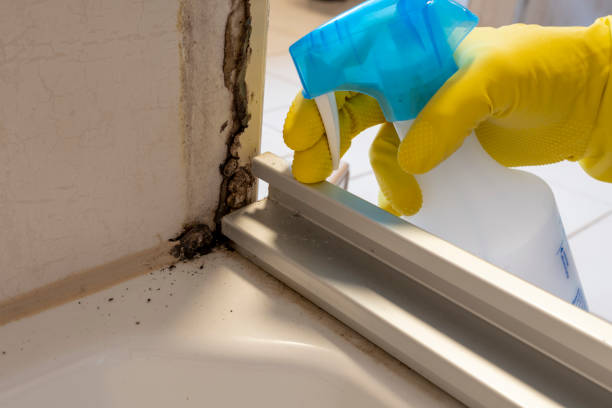 Best Bathroom Mold Remediation in Coal Fork, WV