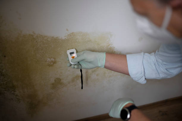 Best Black Mold Remediation in Coal Fork, WV
