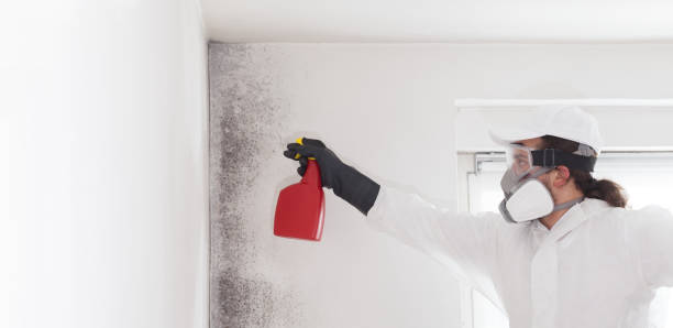 Best Attic Mold Remediation in Coal Fork, WV