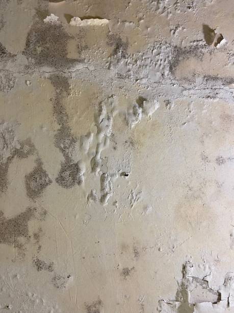 Best Health and Safety Mold Remediation in Coal Fork, WV