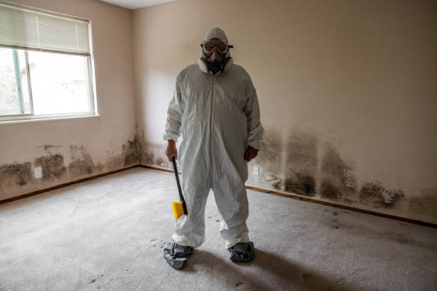Best Crawl Space Mold Remediation in Coal Fork, WV