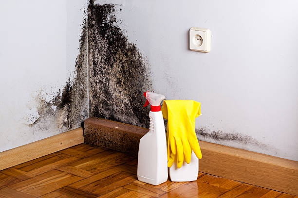 Best Attic Mold Remediation in Coal Fork, WV