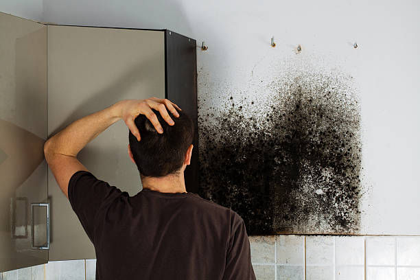 Best Preventive Mold Services in Coal Fork, WV