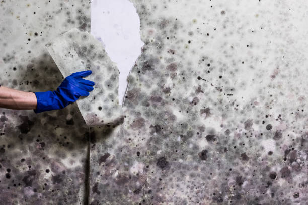 Coal Fork, WV Mold Remediation Company
