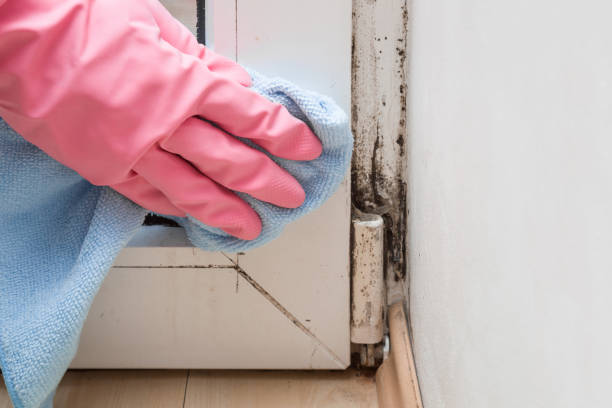 Best Insurance-Related Mold Remediation in Coal Fork, WV