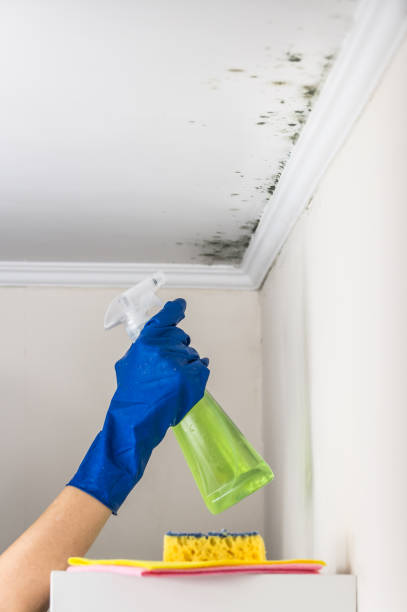 Best White Mold Remediation in Coal Fork, WV