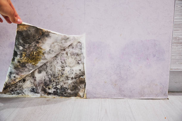 Best Localized Mold Remediation (e.g., coastal areas, humid climates) in Coal Fork, WV